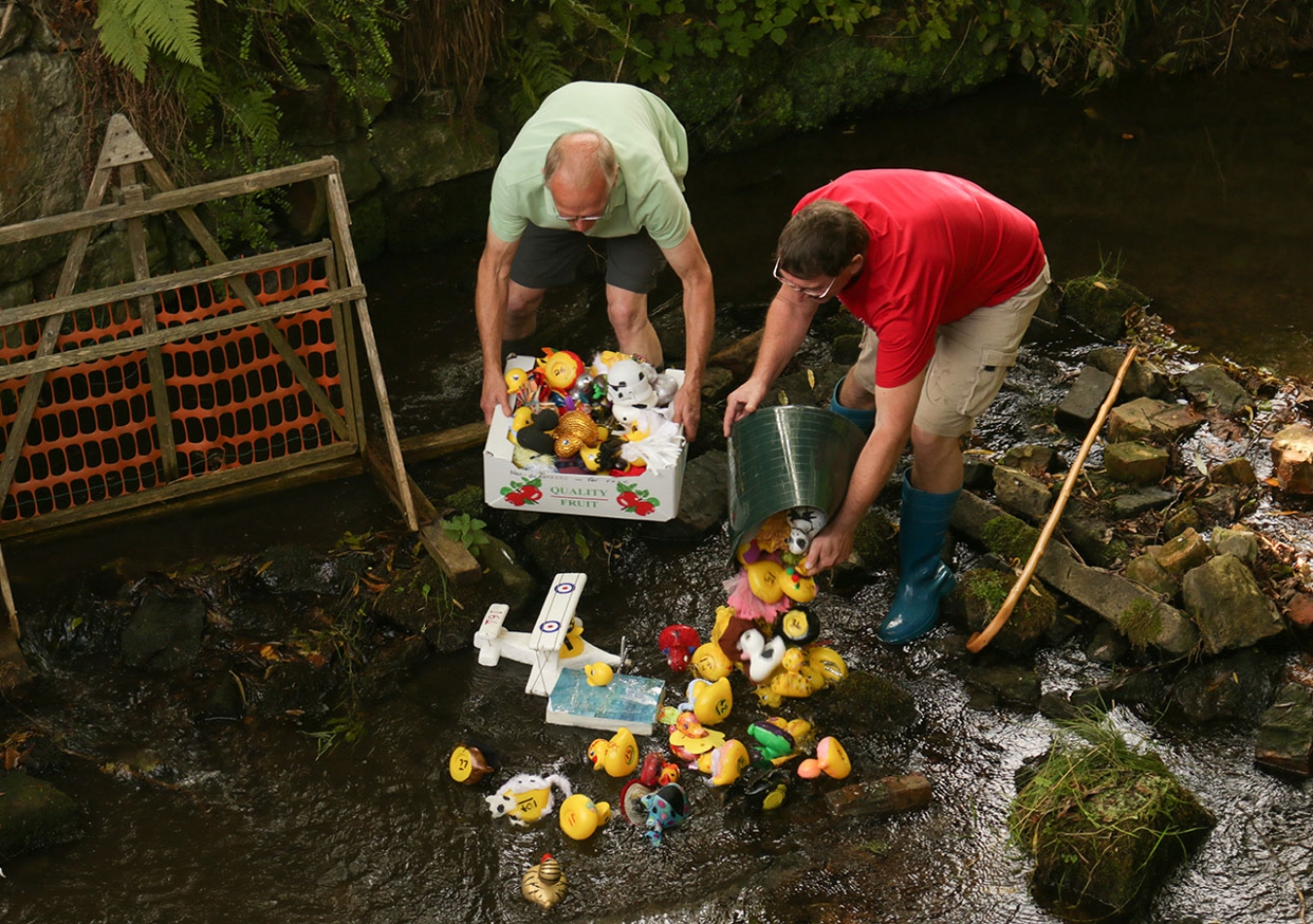 Ffrith-Duck-Race—In-they-go